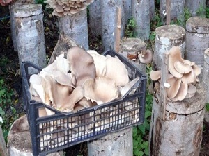 Kütük mantarları, yeni gelir kapısı