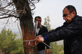 Balıkesir'de çamkese böceğiyle mücadelede tuzak kullanılıyor
