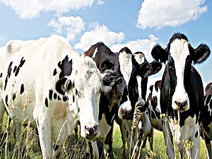 Hayvancılıkta Avrupa’da üst sıraları zorluyoruz