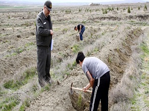 Cezalarını bin 200 fidan dikerek ödediler