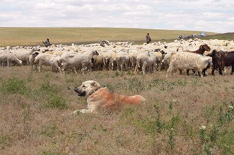 Başkent'in sürüleri sertifikalı çobanlara emanet