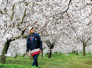 Kayısıyı soğuk vurdu