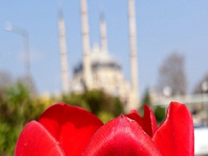 Selimiye Lalelerle Ayrı Bir Güzel