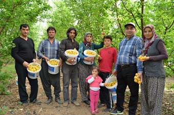 Türkiye’nin ilk kayısı hasadı Silifke'de yapıldı