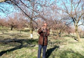 Elazığ'da kayısı ağaçlarını don vurdu