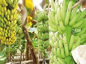 Dünya ‘muz’ alarmı verdi