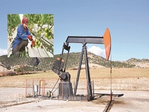 Petrol kuyusundan çıkan suyla domates