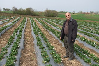 Çilek 1 ay erken çıktı