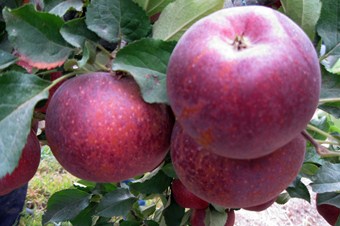 Elma ağaçlarını soğuktan don vurdu, üretici şaşkın