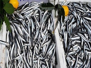 Hamsi güldürdü palamut üzdü