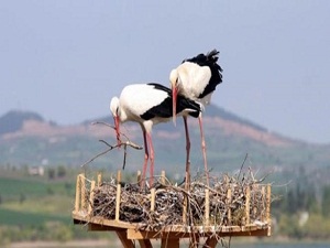 Türkiye'nin tek leylek köyü