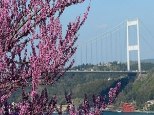 Baharın habercisi erguvanlar Boğaz'ı süsledi