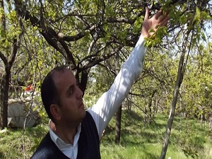 Kayısıdaki hasar 15 Mayıs'ta belli olacak