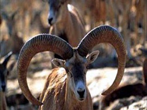 Son kalan yaban koyunlarına kameralı takip