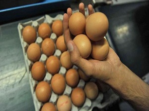 İşte ucuz yumurtanın adresi