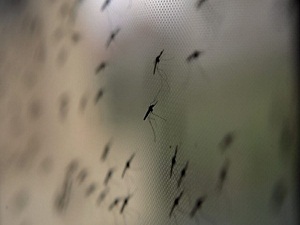 Yeni sivrisinek türü keşfedildi