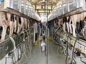 Şubatta 702 bin 909 ton inek sütü toplandı