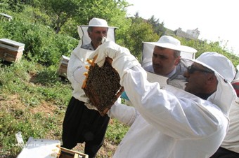 Hatay'da 65 köylüye 650 arılı kovan dağıtıldı