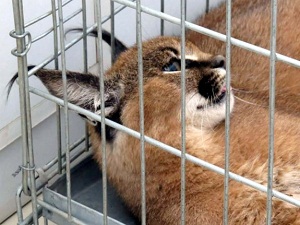 Datça'da karakulak görüntülendi