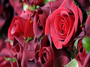 Organik gül üretimi, kadınlara ekmek kapısı oldu