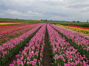 Konya değil Lale ovası