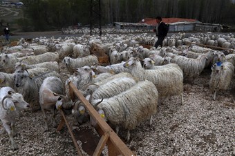 Tiftiğin sof kumaşa dönüşüm hikayesi