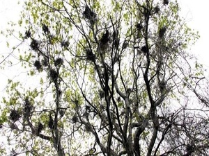 Bir ağaçta 20 kuş yuvası