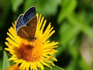 Kelebek cenneti: Antalya