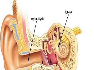 İnsanın dengesini kulaklar sağlıyor