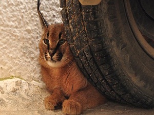 Karakulak tekrar doğaya salındı