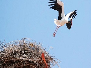 Çevre kirliliğinden nasibini aldı