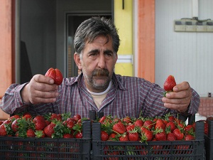 Çilek üreticileri hormon söylentisi ve ihracatın zorluğundan dertli