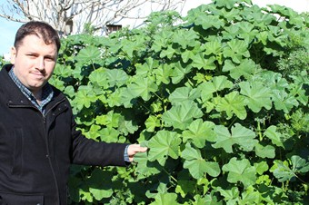 Tıbbı ve aromatik bitkilere TKDK'dan yüzde 50 geri ödemesiz hibe