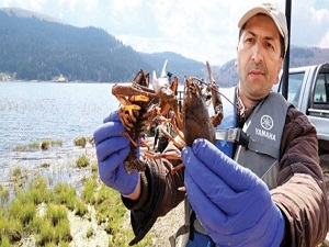Abant Gölü'nde Kerevit istilası