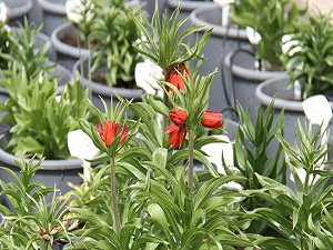 3 ters lale için tescil başvurusu