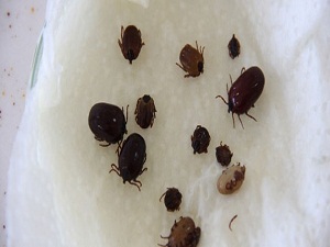 İlaca dirençli keneler ortaya çıkacak