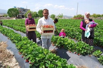Mut'ta olmaz' dedikleri çileği 8 yıldır üretiyor