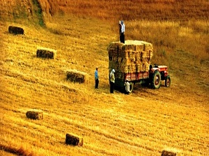 Çiftçiye 1,65 milyar lira ödeme yapılacak