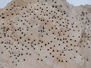 Belediyenin kırlangıç hassasiyeti