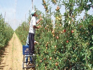 Don mağduru çiftçiye müjdeli haber