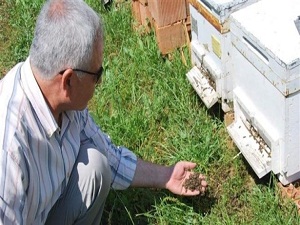 Aydın'da arı kolonileri SOS vermeye başladı