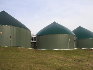 Almanya'da bir inek yılda bin kw elektrik üretiyor