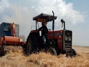 Buğdayda felaketin eşiğinden dönüldü'