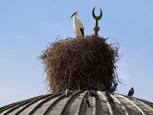Vefalı leylek beldenin logosu olacak