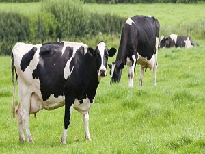 İnek sütü alerjisi olan bu ürünleri yemesin
