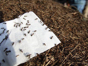 Böceklerden korunmak için kırmızı karıncalar transfer ediliyor