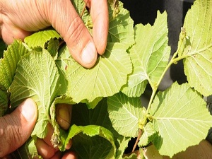 Fındık piyangosu bu yıl onlara vurdu