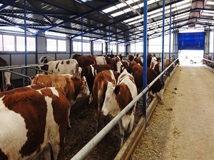 Canlı hayvanda 5 yılın rekoru kırıldı