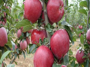 TZOB: Elmayı da don vurdu