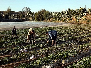 Gazzeli çiftçilerin büyük gayreti